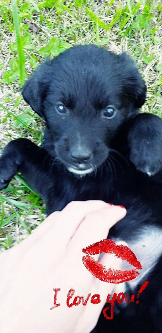Elly participe au concours pour gagner de l'argent avec cette photo : borador, carmine, carnivore, claw, companion_dog, dog, dog_breed, dog_collar, fur, gesture, grass, nail, paw, petal, plant, retriever, snout, sporting_group, terrestrial_animal, working_animal