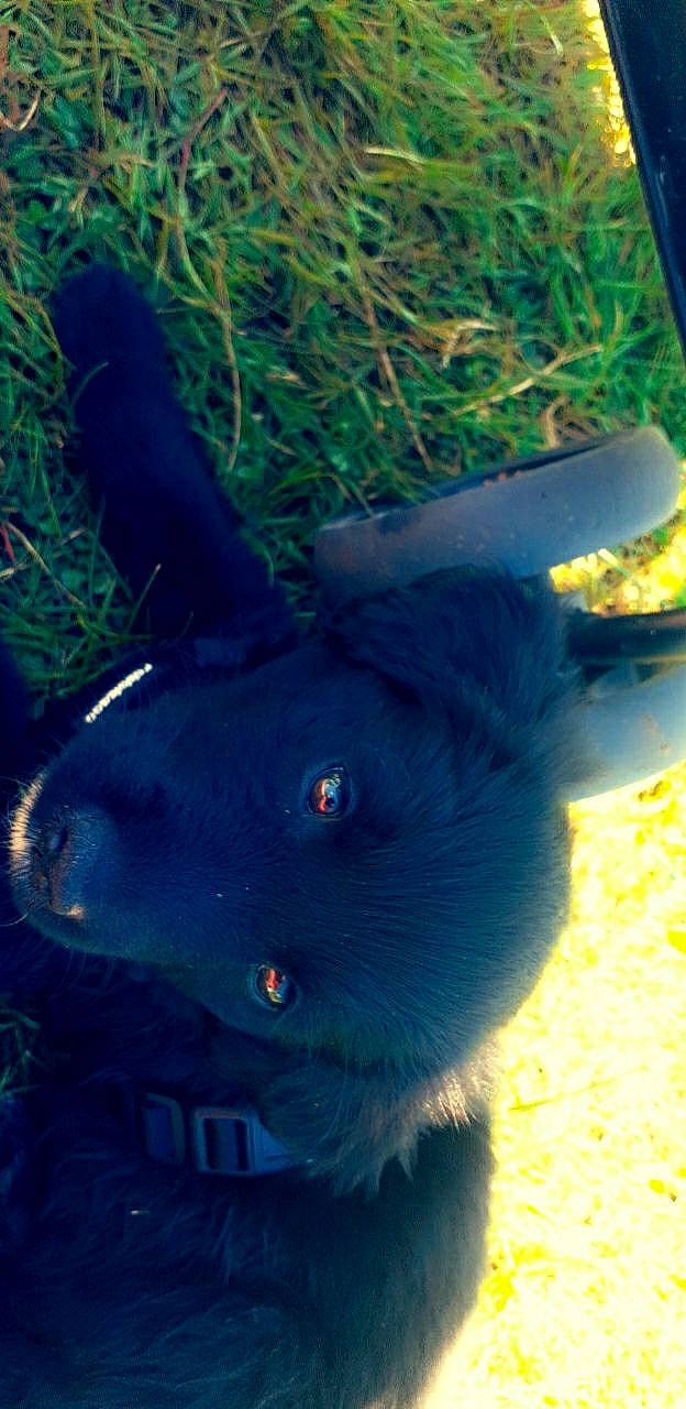 Elly participe au concours pour gagner de l'argent avec cette photo : black_cat, carnivore, dog_breed, electric_blue, eye, fawn, felidae, grass, head, mammal, plant, small_to_medium_sized_cats, snout, stuffed_toy, tail, toy, tree, vertebrate, whiskers, working_animal