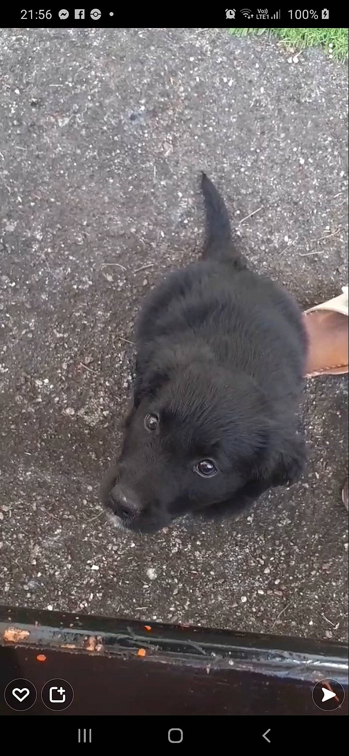 Elly participe au concours pour gagner de l'argent avec cette photo : black_norwegian_elkhound, borador, canidae, carnivore, companion_dog, dog, dog_breed, fur, non_sporting_group, road_surface, shadow, soil, sporting_group, tail, terrestrial_animal, tints_and_shades, working_animal