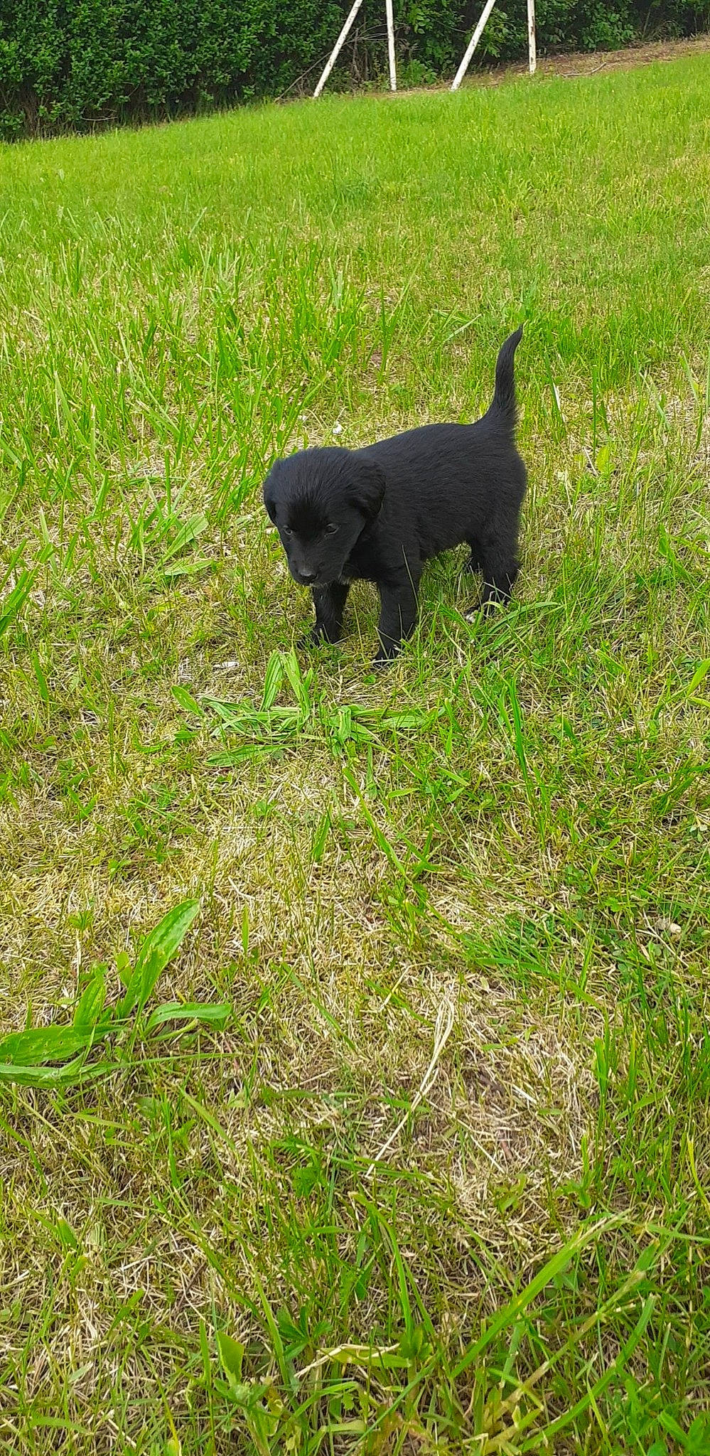 Elly participe au concours pour gagner de l'argent avec cette photo : black_cat, bombay, canidae, carnivore, companion_dog, dog_breed, felidae, grass, grassland, groundcover, non_sporting_group, pasture, plant, shadow, snout, sporting_group, tail, terrestrial_animal, vegetable, working_animal