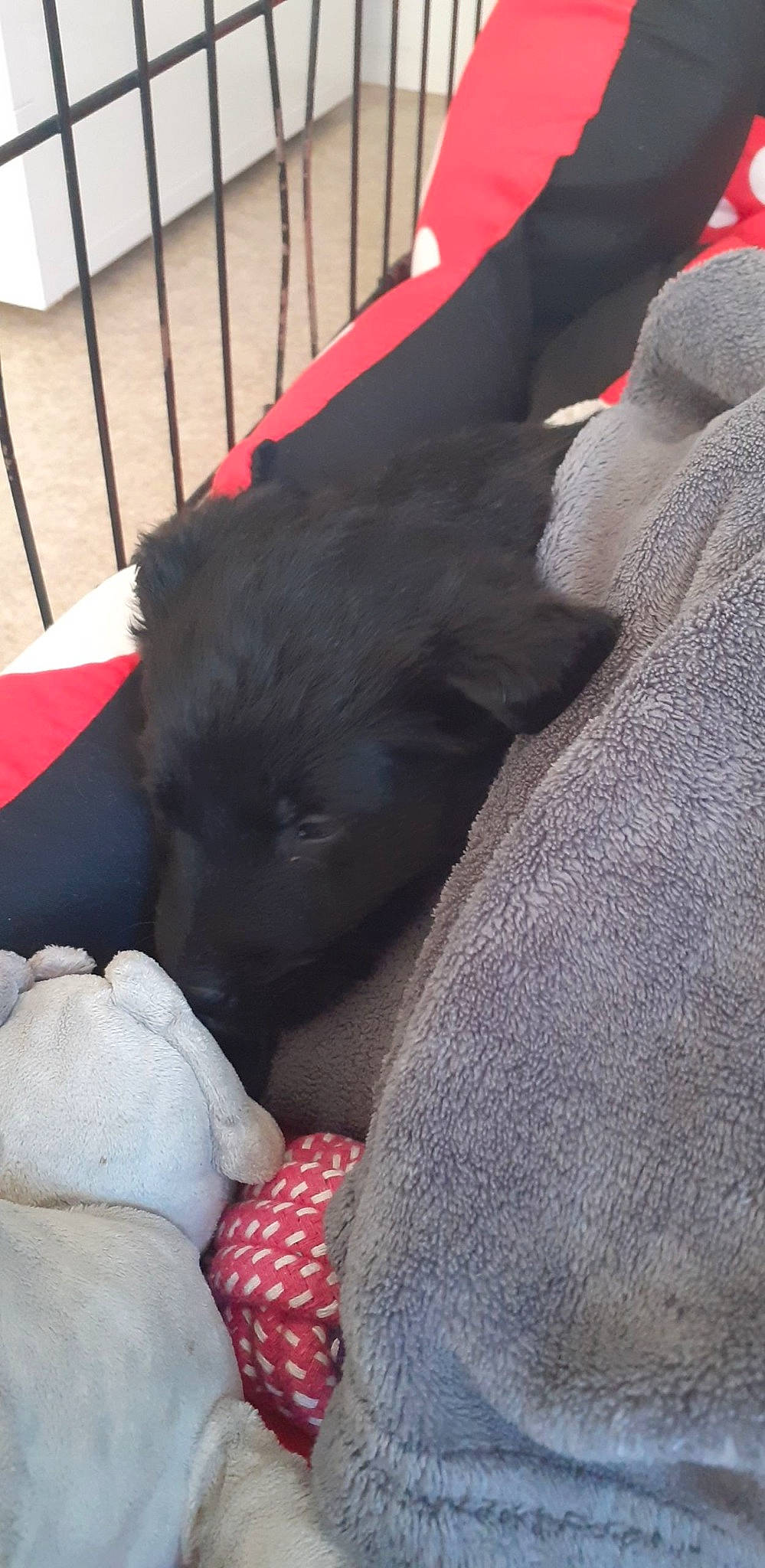 Elly a rejoint le concours — aidez-le/la à gagner de superbes lots ! borador, canidae, carmine, carnivore, comfort, companion_dog, dog, dog_breed, fence, fur, grey, guard_dog, magenta, mammal, nap, red, snout, sporting_group, vertebrate, working_animal