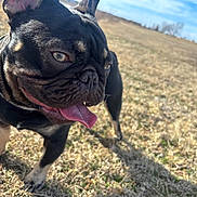 Gaston joined the competition — help win amazing prizes! dog, french_bulldog, outdoor, grass, sunlight, tongue_out, pet, animal, canine, happy, nature, field, daytime, ears, muzzle, shadow, sky, blue_sky, walking, closeup