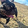 dog, french_bulldog, outdoor, grass, sunlight, tongue_out, pet, animal, canine, happy, nature, field, daytime, ears, muzzle, shadow, sky, blue_sky, walking, closeup