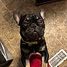 dog, black_dog, tan_dog, yellow_collar, standing, kitchen, tiled_floor, vent, person, red_pants, light_blue_shirt, curious, pet, indoor, looking_up, paw, ears_up, close_up, floor, home