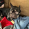 Gaston is registered to the contest to win money with this photo: dog, french_bulldog, pet, animal, couch, blanket, indoor, furniture, black_dog, tan_markings, wide_eyes, curious, relaxed, cozy, resting, companion, domestic, cute, snuggled, portrait