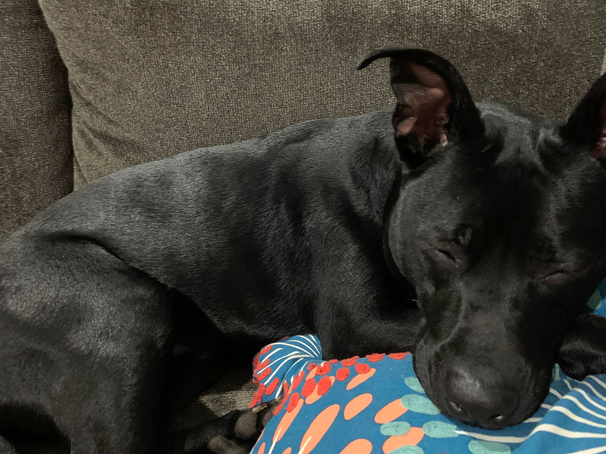 Xander joined the competition — help win amazing prizes! ancient_dog_breeds, canidae, carnivore, collar, comfort, companion_dog, dog, dog_breed, dog_collar, dog_supply, fawn, grey, guard_dog, non_sporting_group, snout, sporting_group, terrestrial_animal, whiskers, working_animal, working_dog