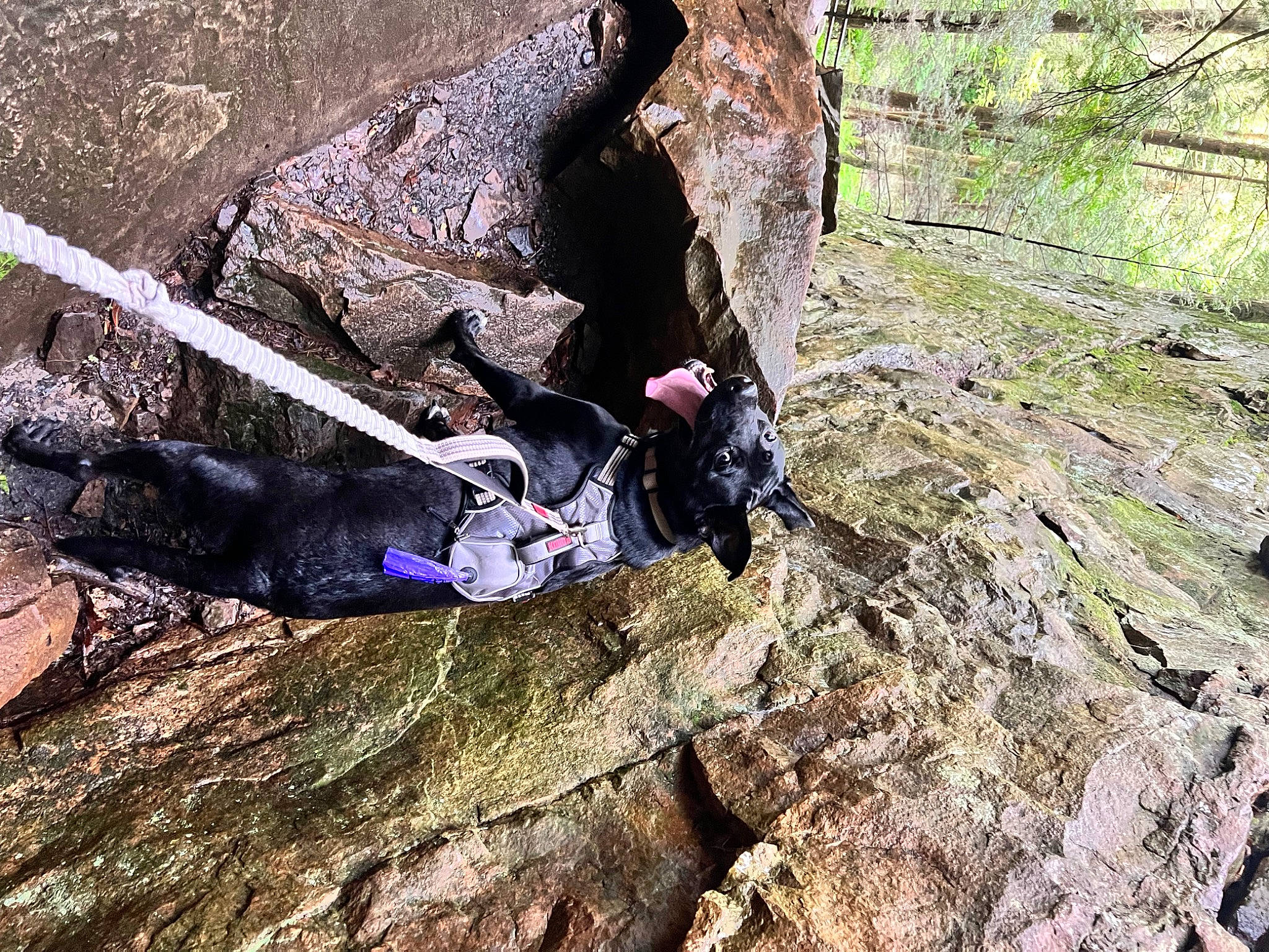 Xander joined the competition — help win amazing prizes! adventure, bedrock, climbing, climbing_harness, forest, formation, geological_phenomenon, leisure, mountaineer, outcrop, plant, recreation, rock_climbing, rock_climbing_equipment, rope, soil, sport_climbing, tree, trunk, wood