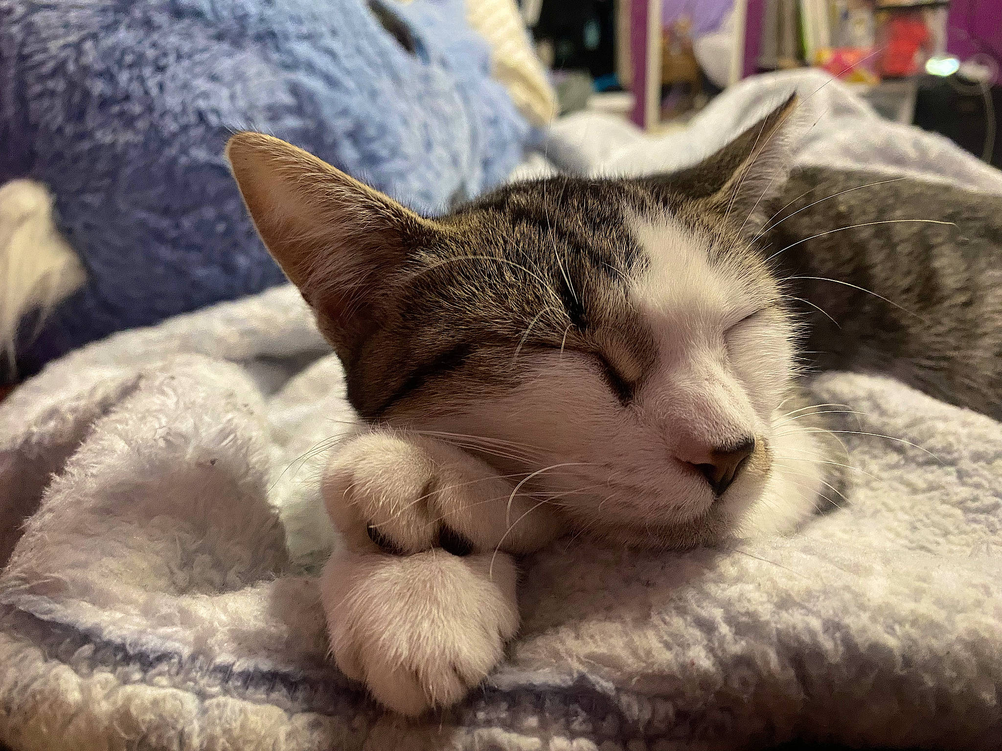 Genesis joined the competition — help win amazing prizes! carnivore, cat, claw, comfort, domestic_short_haired_cat, felidae, fur, nap, paw, small_to_medium_sized_cats, snout, tail, terrestrial_animal, whiskers