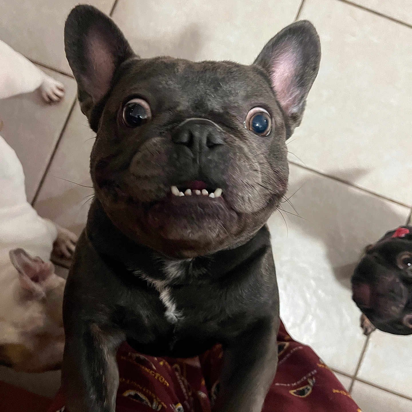 Pachino joined the competition — help win amazing prizes! animal, boxer, bulldog, canine, dog, frenchbulldog, pet, pitbull, puppy