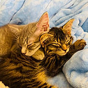 Ember joined the competition — help win amazing prizes! cat, kitten, sleeping, cuddling, pet, furry, tabby, gray_cat, striped, fur, whiskers, ears, blanket, soft, cozy, nap, close_up, indoors, domestic_animal, cute