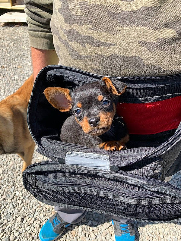 Galopin a rejoint le concours — aidez-le/la à gagner de superbes lots ! bag, blue, canidae, carnivore, collar, comfort, companion_dog, dog, dog_breed, dog_supply, guard_dog, pet_supply, sitting, snout, sporting_group, toy_dog, working_animal, working_dog