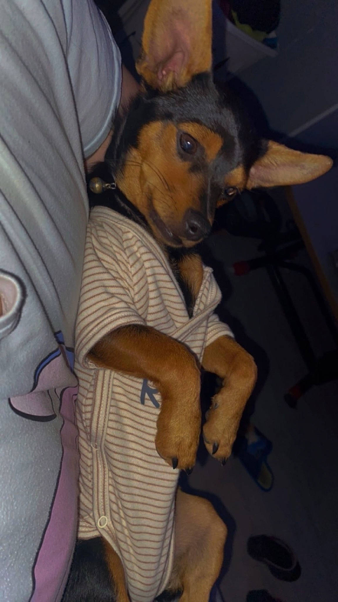 Galopin participe au concours pour gagner de l'argent avec cette photo : belt, canidae, carnivore, companion_dog, dog, dog_breed, dog_clothes, ear, fawn, fur, gesture, guard_dog, pinscher, prazsky_krysarik, snout, sporting_group, toy_dog, whiskers, working_animal, working_dog