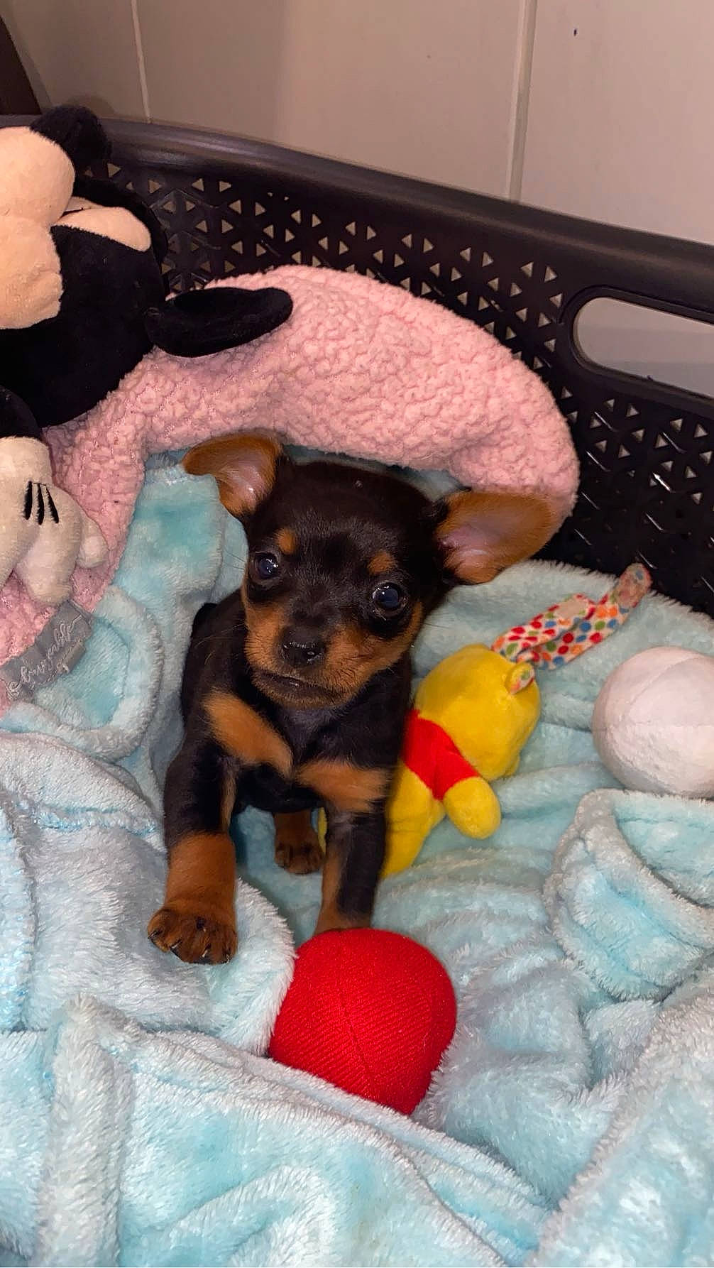 Galopin participe au concours pour gagner de l'argent avec cette photo : canidae, carnivore, comfort, companion_dog, computer_keyboard, dog, dog_breed, dog_supply, fawn, fur, input_device, linens, paw, peripheral, pinscher, snout, sporting_group, stuffed_toy, toy, toy_dog