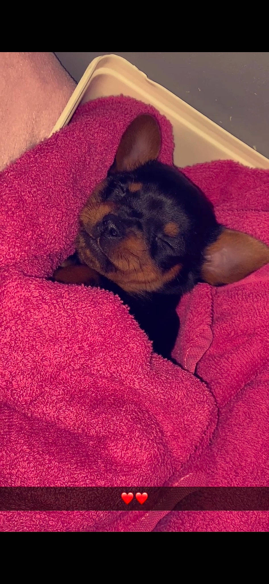 Galopin participe au concours pour gagner de l'argent avec cette photo : canidae, carnivore, comfort, companion_dog, dog, dog_breed, ear, fawn, felidae, human_leg, magenta, pink, purple, russkiy_toy, small_to_medium_sized_cats, snout, sporting_group, toy_dog, whiskers, working_animal