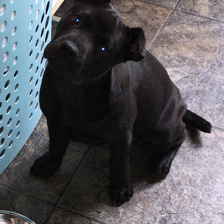 Ziggy is registered to the contest to win money with this photo: black, borador, canidae, carnivore, companion_dog, dog, dog_breed, fawn, guard_dog, labrador_retriever, patterdale_terrier, puppy, snout, sporting_group, staffordshire_bull_terrier