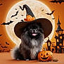 Prince joined the competition — help win amazing prizes! animal, bats, black_dog, celebration, costume, cute, dog, fall, festive, full_moon, halloween, haunted_house, holiday, jack_o_lantern, orange_background, pet, pumpkin, smiling_dog, spooky, witch_hat