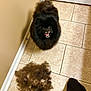Prince joined the competition — help win amazing prizes! black_dog, canine, cute, dog, domestic_animal, door, floor_tiles, fluffy, fur, fur_ball, fur_clumps, grooming, happy, indoor, pet, pile_of_fur, shedding, smiling, tiled_floor, wall
