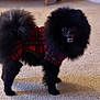 adorable, animal, black_dog, carpet, companion, curious, cute, dog, domestic_animal, fluffy, furry, indoor, indoors, mammal, pet, plaid, pomeranian, red_sweater, small_dog, standing