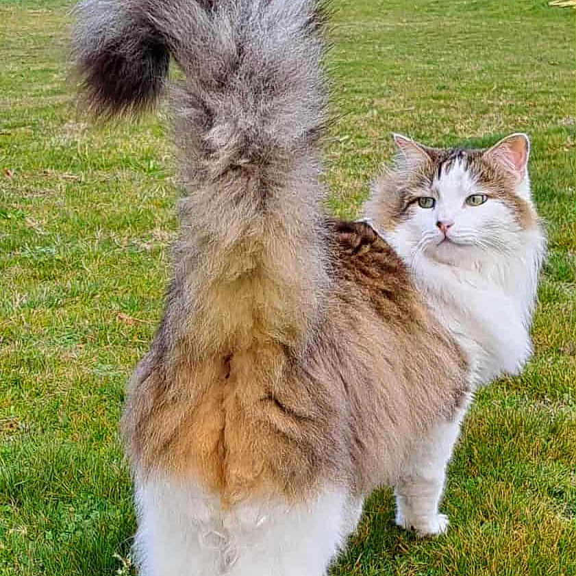 Pépone