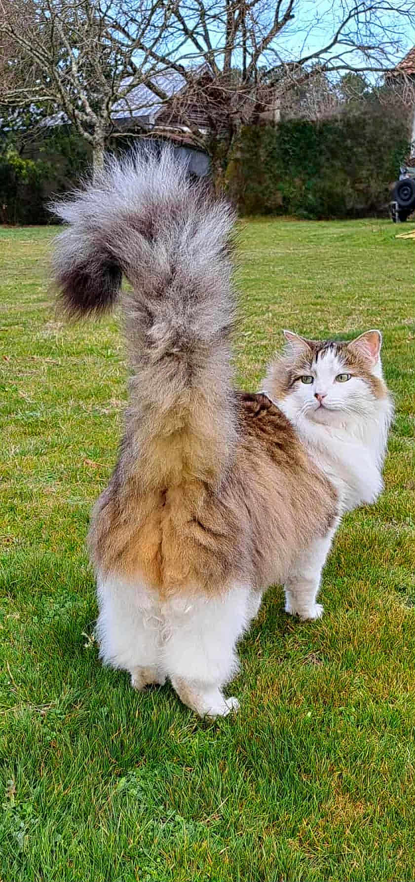 Pépone