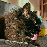 Lili a rejoint le concours — aidez-le/la à gagner de superbes lots ! animal, black_cat, cat, closeup, couch, cozy, cute, ear, feline, fluffy, fur, grooming, home, indoor, mammal, pet, relaxed, sunlight, tongue_out, whiskers