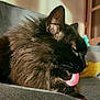 animal, black_cat, cat, closeup, couch, cozy, cute, ear, feline, fluffy, fur, grooming, home, indoor, mammal, pet, relaxed, sunlight, tongue_out, whiskers