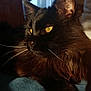 black_cat, cat, pet, indoor, sunlight, window, fur, animal, whiskers, golden_eyes, relaxing, cozy, portrait, close_up, feline, shadow, texture, resting, warm_light, curtain