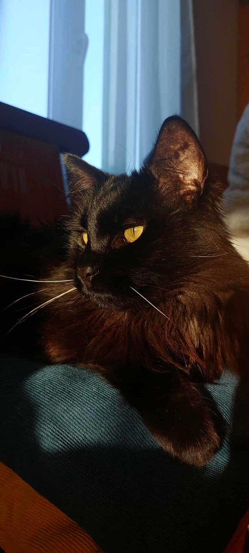Lili