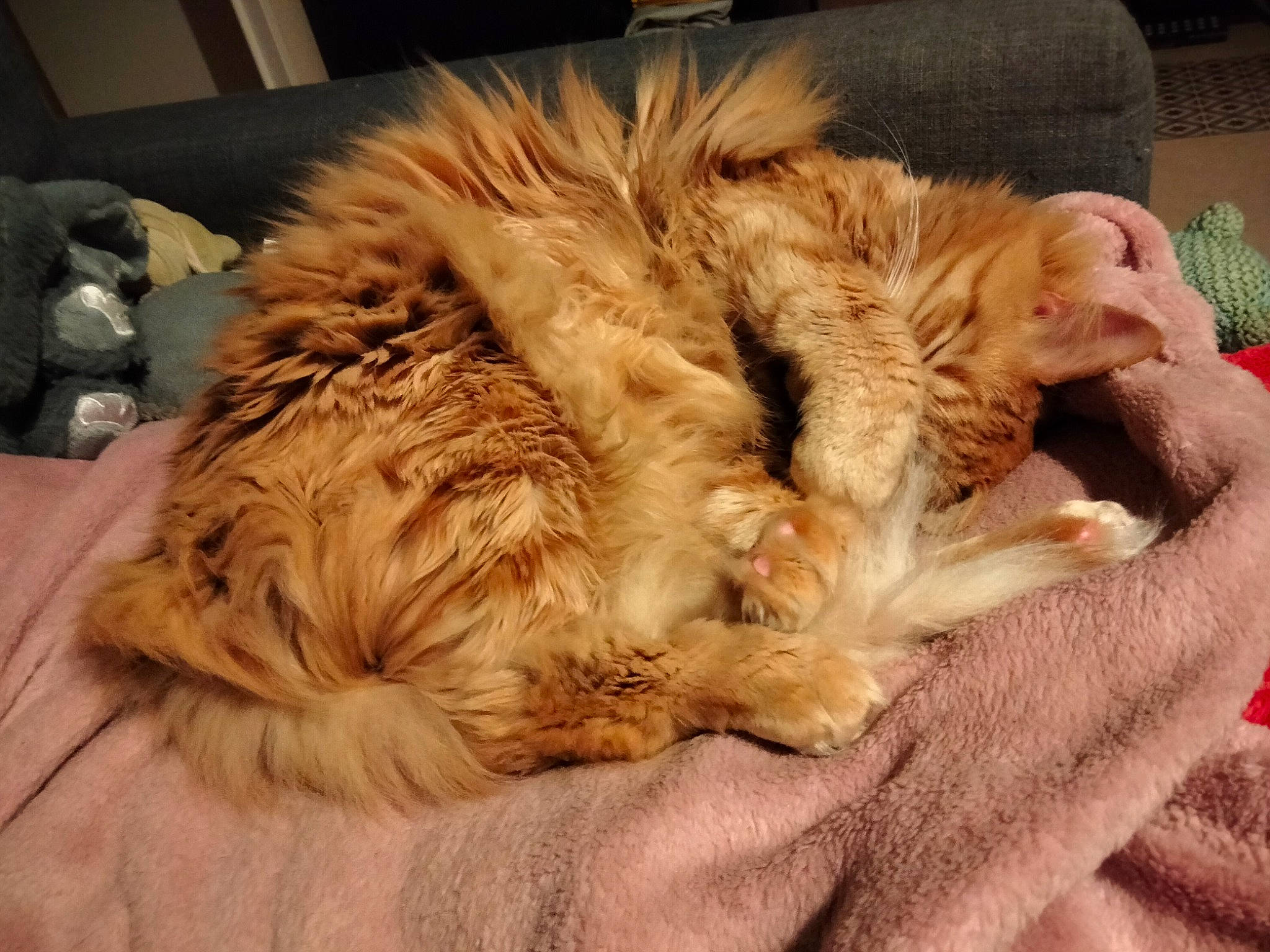 Trésor participe au concours pour gagner de l'argent avec cette photo : canidae, carnivore, cat, claw, comfort, companion_dog, dog_breed, domestic_short_haired_cat, felidae, fur, nap, paw, puppy, sleep, small_to_medium_sized_cats, snout, sporting_group, tail, terrier, whiskers