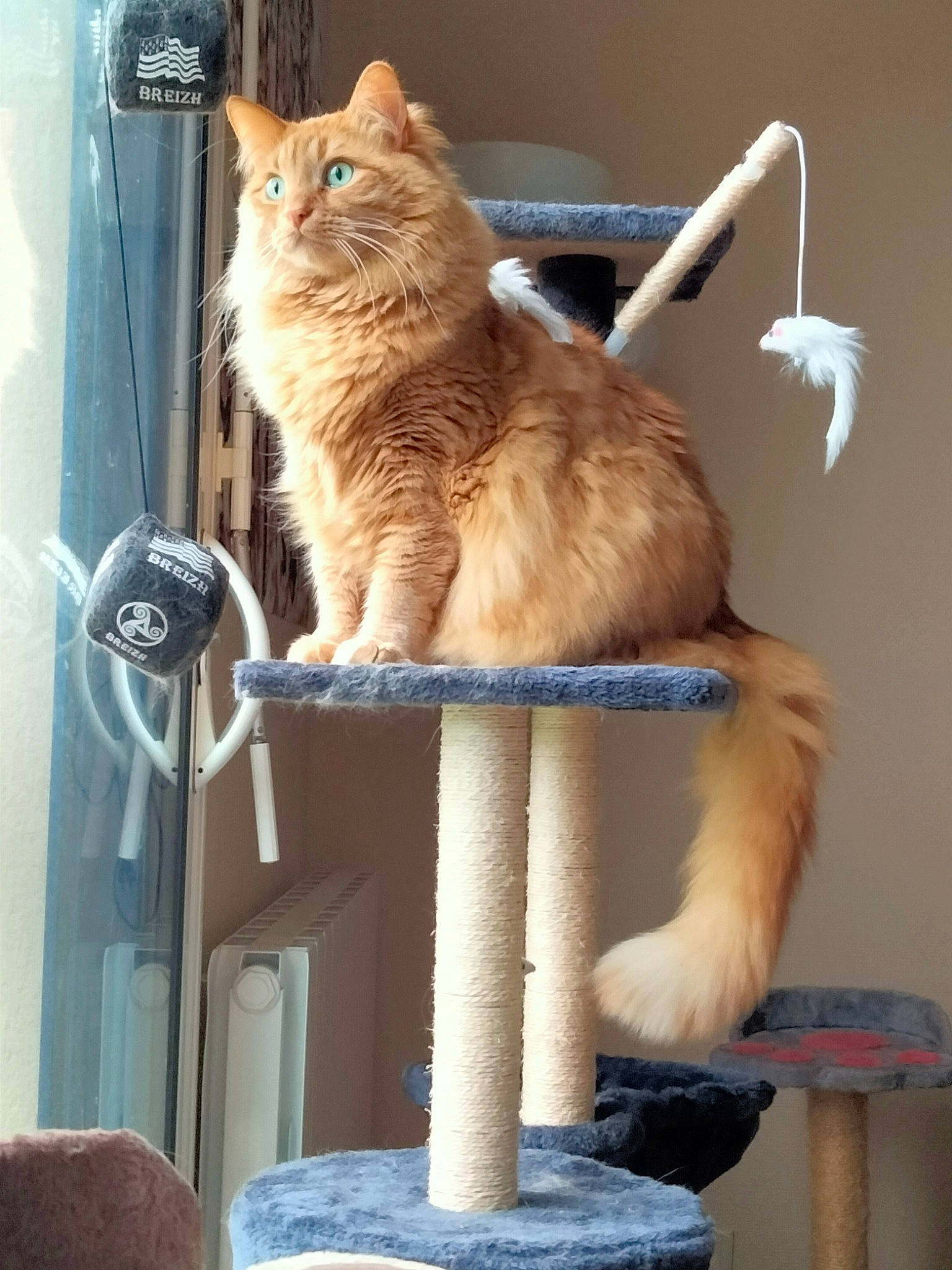 Trésor participe au concours pour gagner de l'argent avec cette photo : box, carnivore, cat, cat_supply, domestic_short_haired_cat, fashion_accessory, fawn, felidae, fur, paw, pet_supply, sitting, small_to_medium_sized_cats, snout, tail, whiskers, window, wood