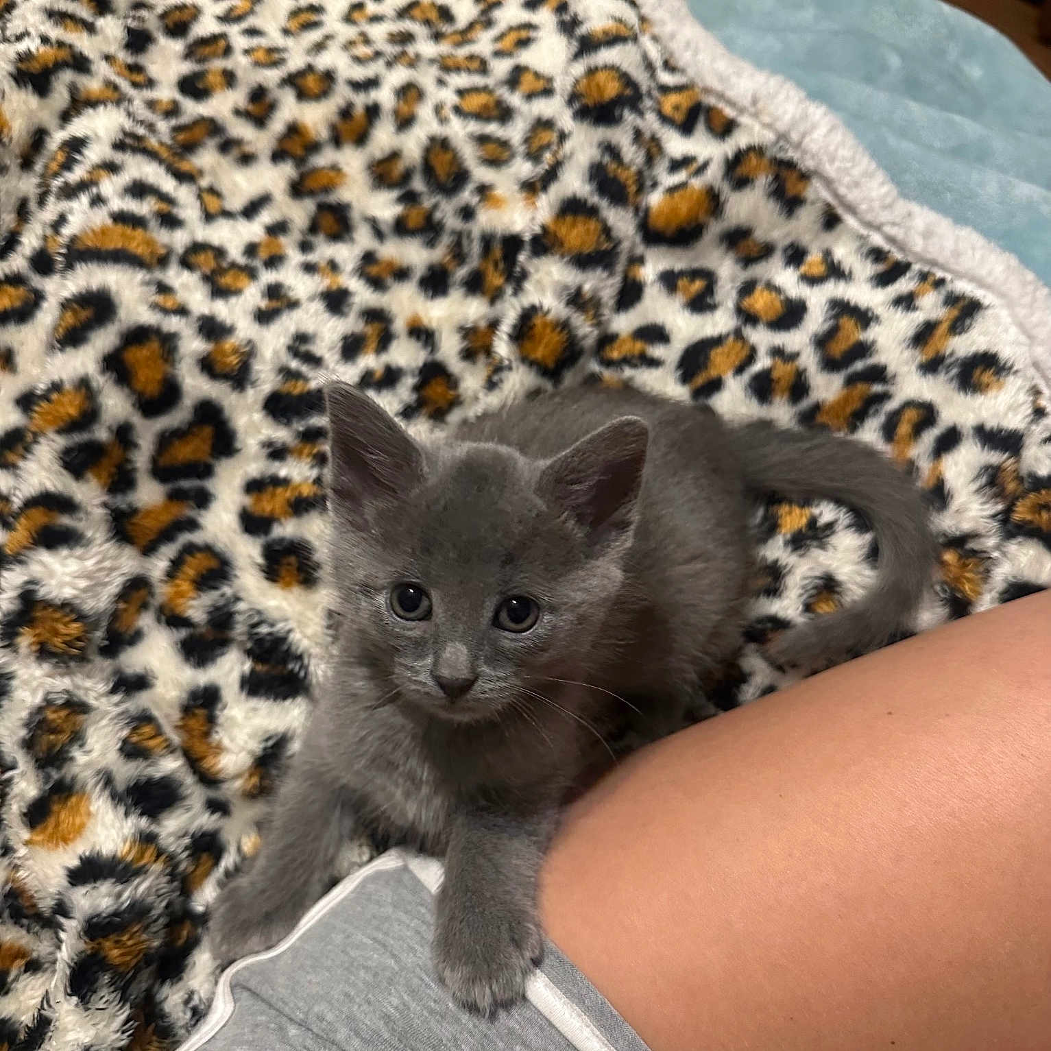 Stevie Rae joined the competition — help win amazing prizes! abyssinian, angora, animal, bed, blanket, cat, cushion, egyptiancat, furniture, homedecor, kitten, manx, pet, quilt, siamese