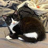 Sofi joined the competition — help win amazing prizes! bed, bedding, black_and_white, blanket, cat, cozy, curled_up, domestic, fur, indoor, kitten, looking_at_camera, paw, pet, portrait, resting, small_animal, soft_texture, tuxedo_cat, whiskers