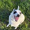 dog, pet, white_dog, black_eye_patch, sitting, grass, outdoors, park, happy, smiling, open_mouth, tongue, teeth, collar, animal, portrait, sunlight, greenery, playful, ground