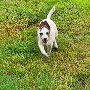 Skei Bug is registered to the contest to win money with this photo: puppy, dog, canine, grass, outdoors, running, playing, happy, excited, floppy_ears, tail, white_fur, black_markings, wet_fur, lawn, nature, action_shot, animal, pet, portrait