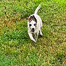 puppy, dog, canine, grass, outdoors, running, playing, happy, excited, floppy_ears, tail, white_fur, black_markings, wet_fur, lawn, nature, action_shot, animal, pet, portrait