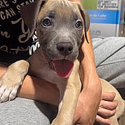 Ace joined the competition — help win amazing prizes! puppy, dog, pet, animal, portrait, happy, smiling, open_mouth, sitting, being_held, person, arms, paws, claws, short_fur, brown_fur, indoor, couch, clothing, cardboard_boxes