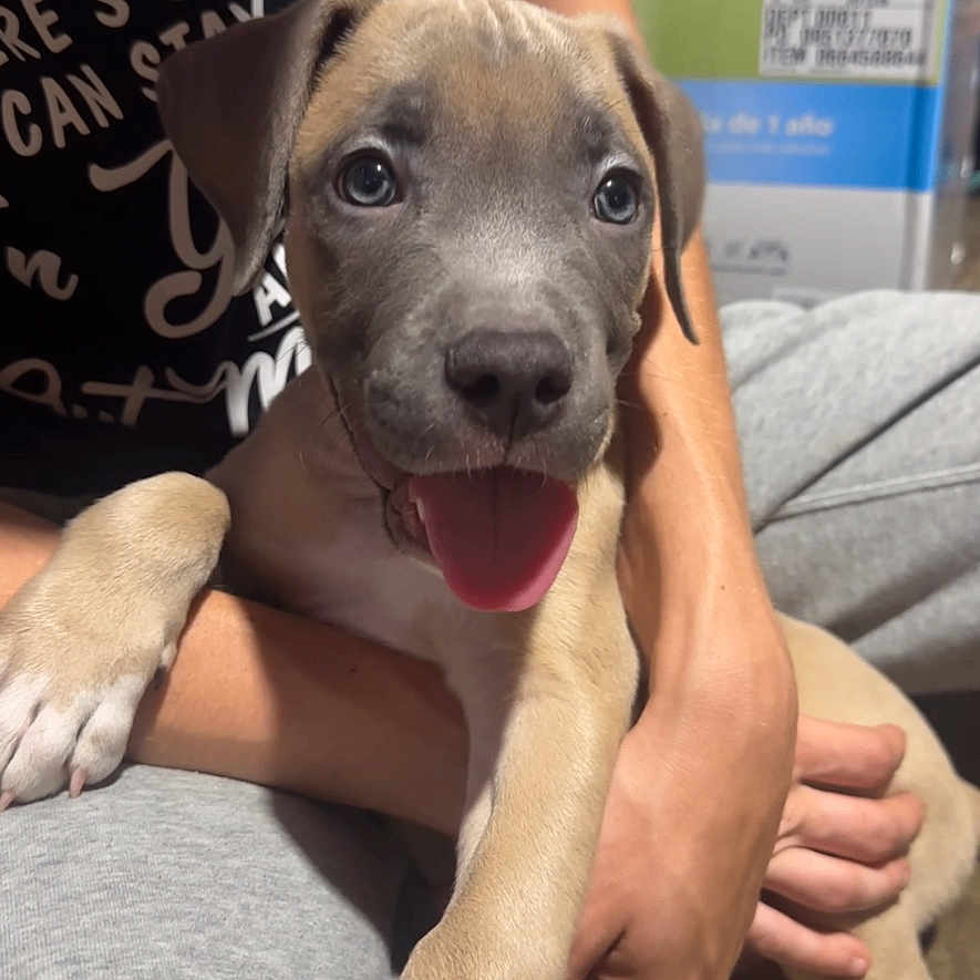 Ace joined the competition — help win amazing prizes! puppy, dog, pet, animal, portrait, happy, smiling, open_mouth, sitting, being_held, person, arms, paws, claws, short_fur, brown_fur, indoor, couch, clothing, cardboard_boxes