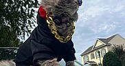 Jamie joined the competition — help win amazing prizes! black_outfit, car, car_roof, cat, clothing, cloudy, collar, fashion, fluffy, gold_chain, gray_cat, house, long_hair, neighborhood, outdoors, pet, portrait, sky, sunglasses, trees