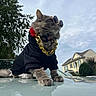 black_outfit, car, car_roof, cat, clothing, cloudy, collar, fashion, fluffy, gold_chain, gray_cat, house, long_hair, neighborhood, outdoors, pet, portrait, sky, sunglasses, trees