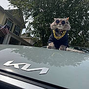 Jamie is registered to the contest to win money with this photo: american_flag, animal, backyard, black_clothing, car, car_hood, cat, celebrity_pose, costume, fashion, fluffy, funny, gold_chain, gray_cat, house, outdoor, pet, portrait, sunglasses, trees
