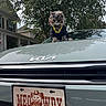 Jamie joined the competition — help win amazing prizes! animal, black_clothing, car, car_hood, cat, costume, fashion, funny, gold_chain, gray_cat, house, kia, license_plate, outdoor, pet, portrait, street, suburban, sunglasses, trees