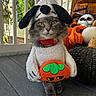 Jamie joined the competition — help win amazing prizes! animal, autumn, cat, close_up, collar, costume, dog_costume, floor, gourds, gray_fur, halloween, indoors, pet, portrait, pumpkin, sheep_costume, skeleton_decoration, stuffed_toy, window, yellow_eyes