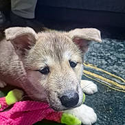 Luna is registered to the contest to win money with this photo: animal, carpet, close_up, cute, dog, domestic_animal, ears, face, fur, indoor, mammal, nose, paw, pet, playful, puppy, resting, toy, whiskers, young