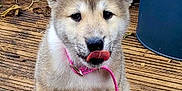 Luna joined the competition — help win amazing prizes! animal, blue_barrel, cute, daylight, dog, ears, fur, green_leaves, nature, outdoor, pet, pink_collar, playful, potted_plant, puppy, sitting, small_dog, tongue_out, wooden_deck, young