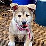 animal, blue_barrel, cute, daylight, dog, ears, fur, green_leaves, nature, outdoor, pet, pink_collar, playful, potted_plant, puppy, sitting, small_dog, tongue_out, wooden_deck, young