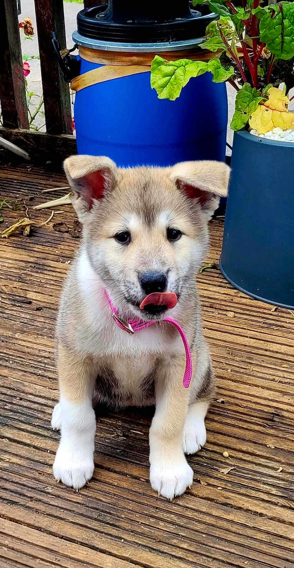 Luna