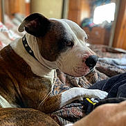 Max is registered to the contest to win money with this photo: dog, pet, bed, collar, brown, white, indoor, resting, canine, fur, sleepy, domestic_animal, side_view, close_up, animal, bedspread, pattern, natural_light, cozy, relaxed