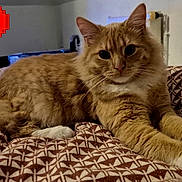 Aston participe au concours pour gagner de l'argent avec cette photo : cat, orange_tabby, fluffy, pet, indoor, bed, blanket, patterned, relaxed, feline, paws, stretching, cozy, heart, pixelated, retro, video_game_style, cute, animal, domestic