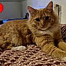cat, orange_tabby, fluffy, pet, indoor, bed, blanket, patterned, relaxed, feline, paws, stretching, cozy, heart, pixelated, retro, video_game_style, cute, animal, domestic