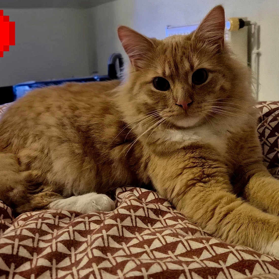 Aston participe au concours pour gagner de l'argent avec cette photo : cat, orange_tabby, fluffy, pet, indoor, bed, blanket, patterned, relaxed, feline, paws, stretching, cozy, heart, pixelated, retro, video_game_style, cute, animal, domestic